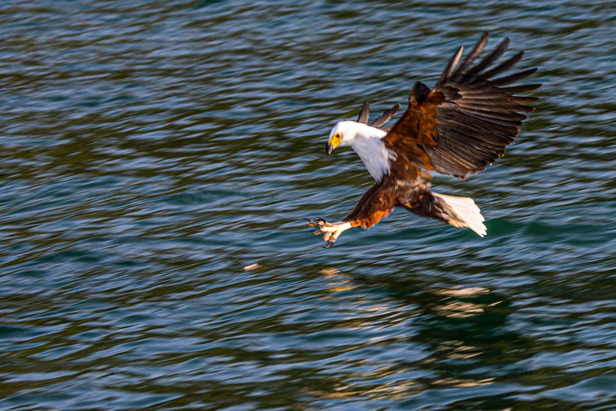 Weißkopfseeadler am Lake Malawi bei Cape Maclear im Anflug auf einen Köderfisch im Wasser, Lake Malawi National Park / © Foto: Georg Berg