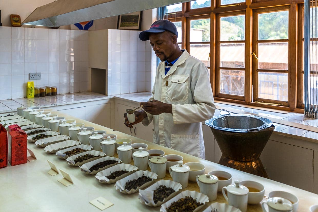 Produktionsleiter Chisomo Custom testet die frisch produzierten Teesorten von Satemwa Estate. Ein tägliches Ritual am Ende des Herstellungsprozesses / © Foto: Georg Berg