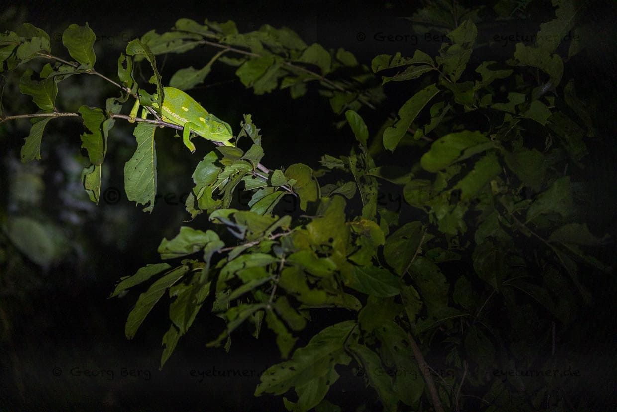 Chamäleon gesichtet auf einem Game Drive bei Nacht im Majete Wildlife Reserve, Malawi / © Foto: Georg Berg