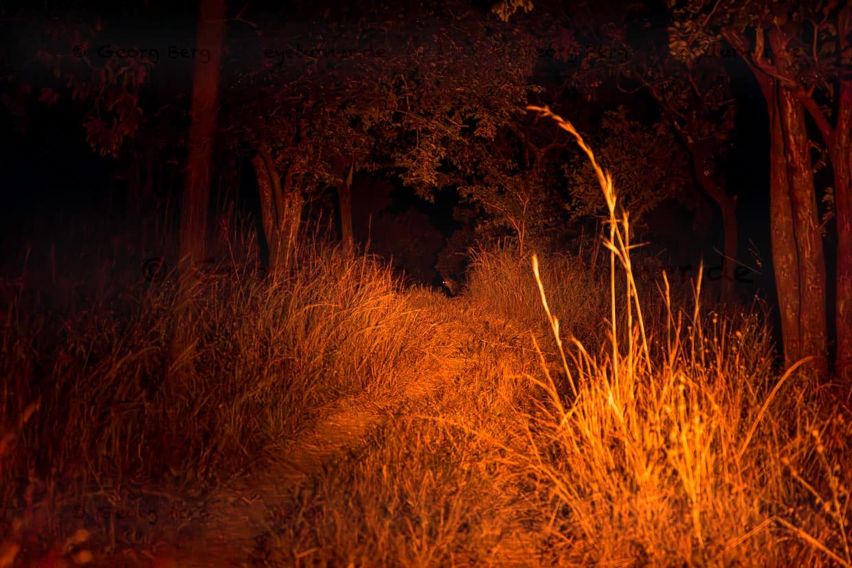 Rotlichtlampe leuchtet in Richtung eines Hyänen Rudels. Am Ende des Weges sieht man die Augen einer Hyäne leuchten / © Foto: Georg Berg