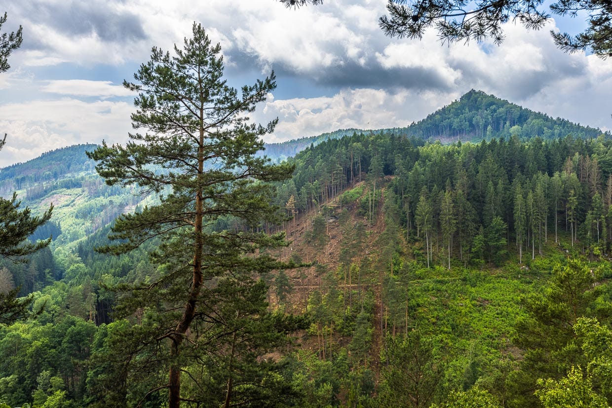 Kiefer und Berghang auf dem Caspar-David-Friedrich Wanderweg. Die Kiefer war ein Motiv, das der Maler in sein Skizzenbuch übertrug / © Foto: Georg Berg
