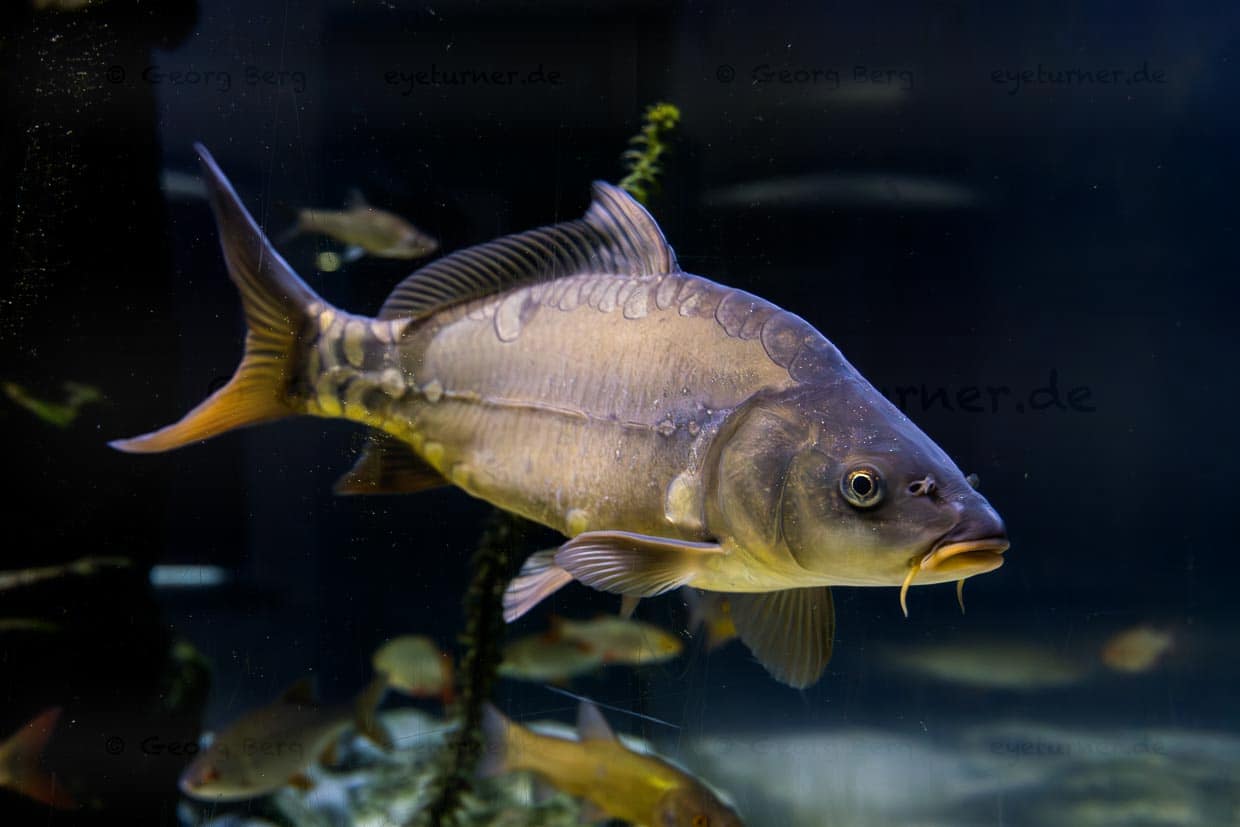 Spiegelkarpfen im großen Aquarium im Haus am Teich, Museumsquartier Tirschenreuth / © Foto: Georg Berg