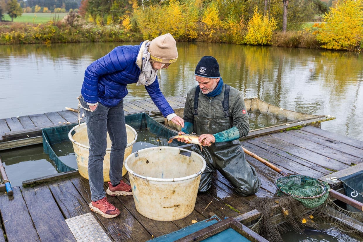 Teichwirt Thomas Beer shows a mirror carp. It is a special breed with few scales just below the dorsal line, its flanks are scaleless / © Photo: Georg Berg