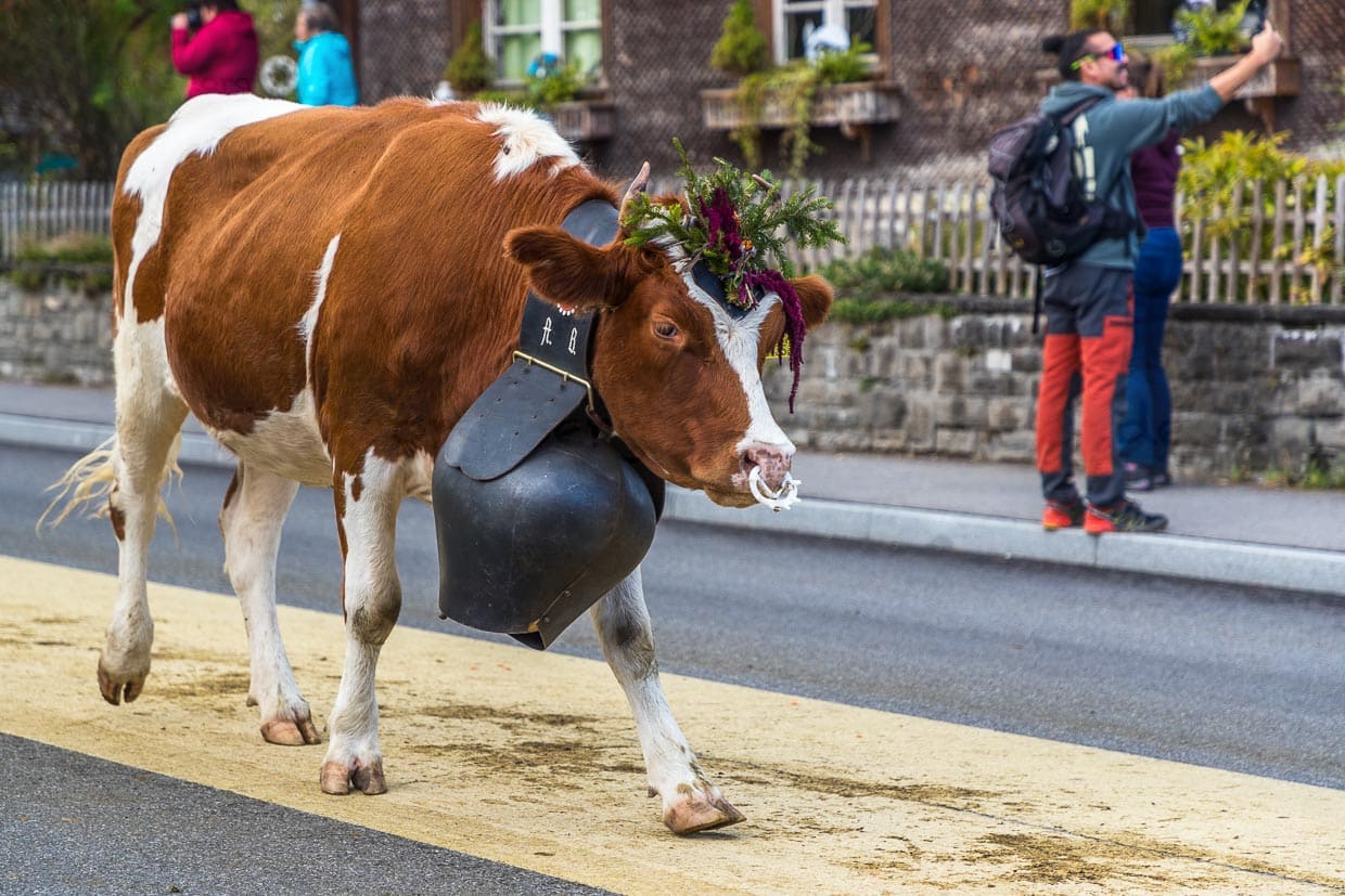 Kühe werden für den Alpabzug geschmückt und bekommen besonders große Glocken umgehängt. Das tiefe Geläut kündigt die Ankunft der Hirtenfamilien schon von weitem an / © Foto: Georg Berg