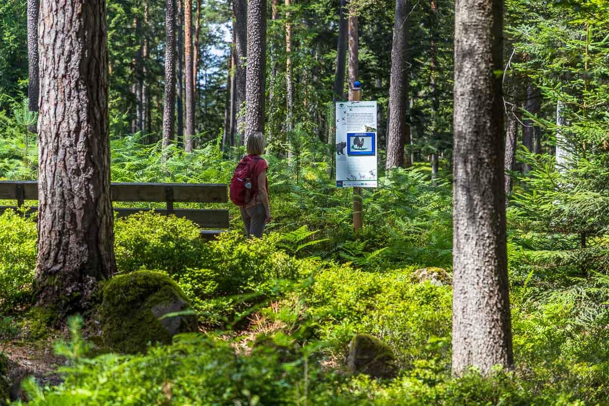 Blaubeerpfad bei Enzklösterle unterhält mit Tipps und Rezepten rund um die Waldheidelbeere. Das „Heidelbeerdorf“ im Nordschwarzwald ist berühmt für seine wildwachsenden Heidelbeersträucher in den umliegenden Tannenwäldern und veranstaltet jedes Jahr eine Heidelbeerwoche mit Fest und Wanderungen auf dem 12,7 km langen Heidelbeerweg / © Foto: Georg Berg