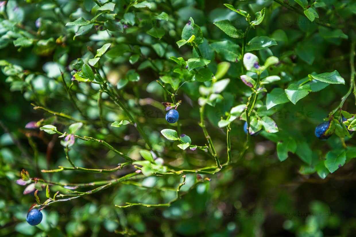 Waldheidelbeeren an einem Strauch. Die Pflück- und Erntezeit für Waldheidelbeeren im Schwarzwald liegt meist zwischen Anfang Juli und Ende August. Abhängig von Wetter und Höhenlage können die vollreifen Beeren bis Anfang September gesammelt werden / © Foto: Georg Berg