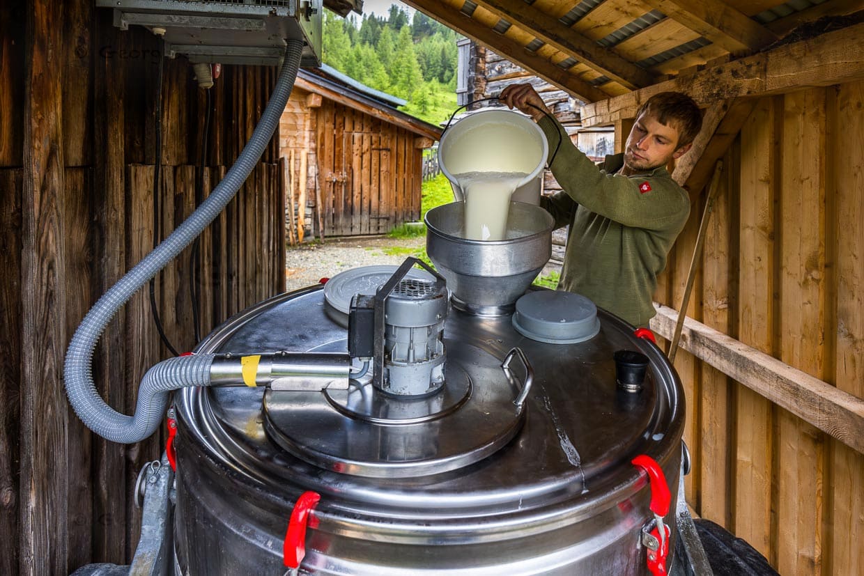 Farmer and alpine pasture host Manfred Huber pours freshly milked milk from the milking bucket into the cooled transport canister, Filzmossalm, Grossarltal / © Photo: Georg Berg