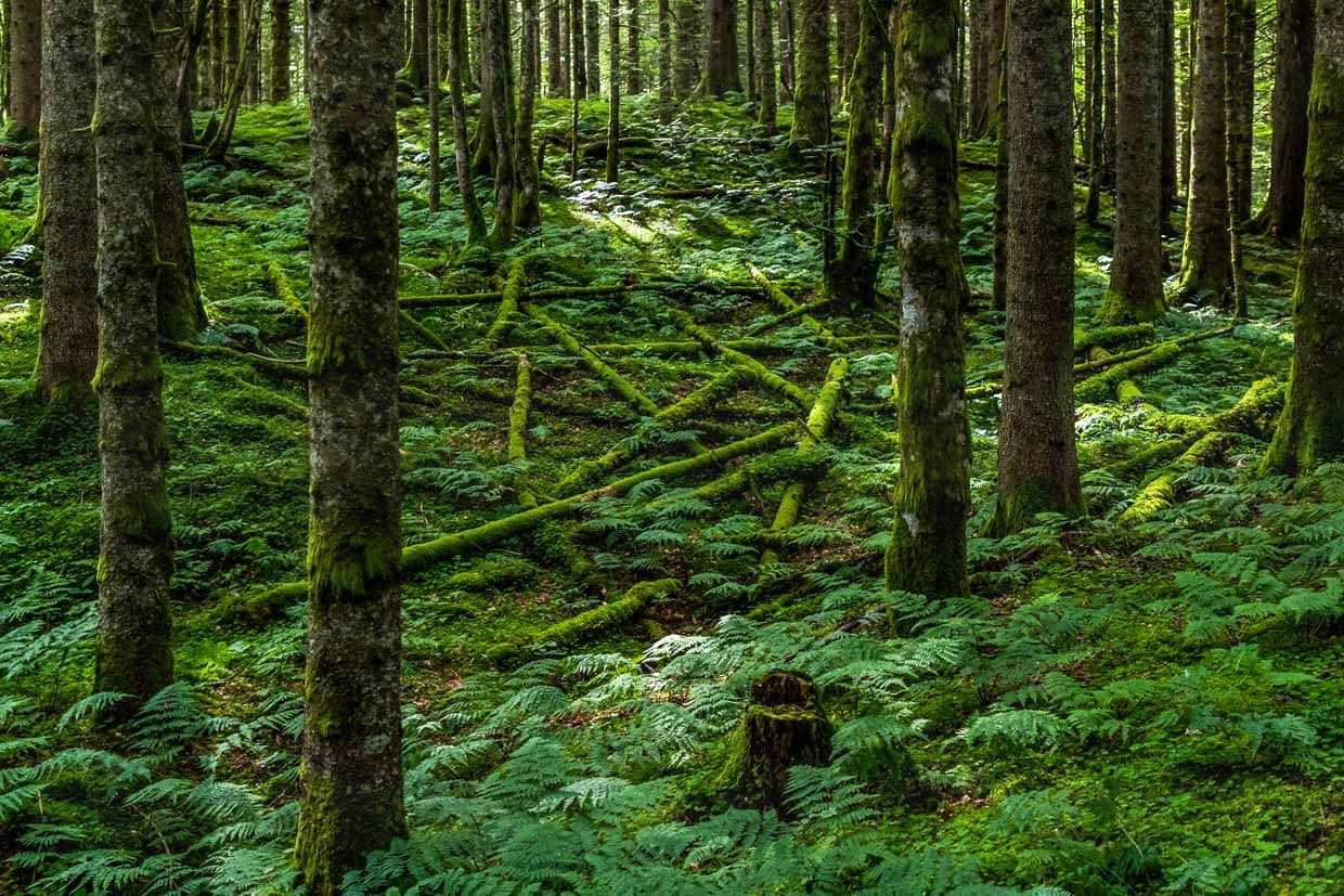 „Spillikins“ von Yvonne Christen Vágner. Die Schweizerin legt eine Ansammlung von moosigen Ästen und Baumstämmen auf den Waldboden, jeder ist mit einem anderen verbunden und doch wirkt es wie zufällig. Welche Äste wurden verschoben, welche lagen schon früher an diesem Ort? Landart Pfad Gerschnialp in Engelberg 2025 / © Foto: Georg Berg
