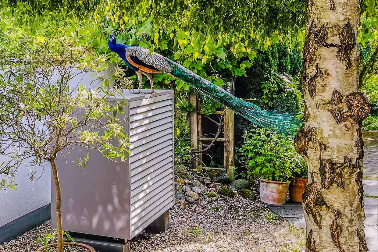 Ein prächtiger Pfau thront auf einer grauen Außeneinheit im Garten Auf der Schanze, Grevenbroich, Germany