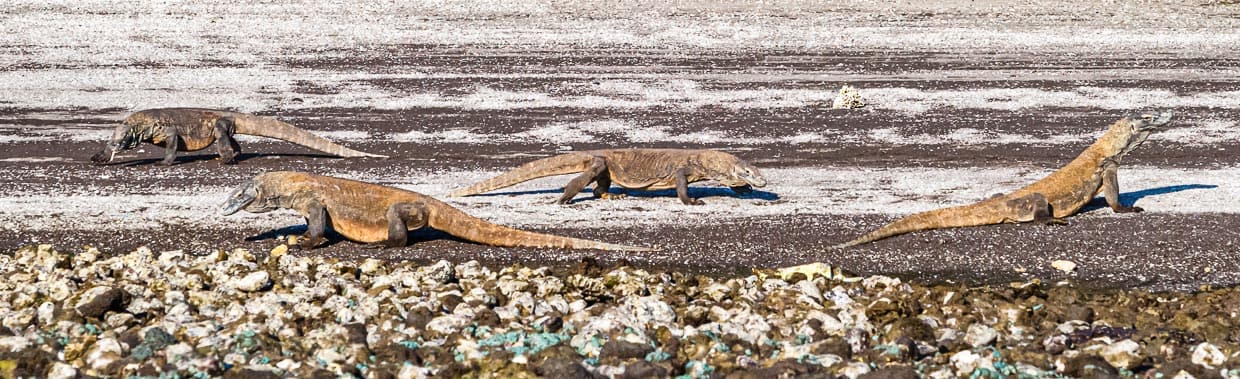 Komodowarane gehören zu den gefährdeten Tierarten. An den Ständen der Komodo-Inseln sind sie oft in Gruppen anzutreffen / © Foto: Georg Berg