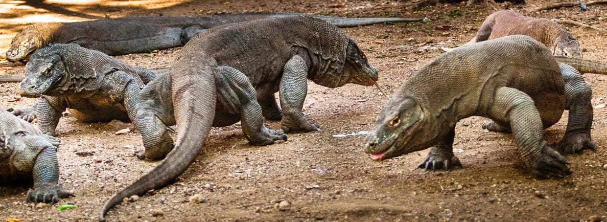 Komodowarane ermitteln ihre Rangordnung im Kampf / © Foto: Georg Berg