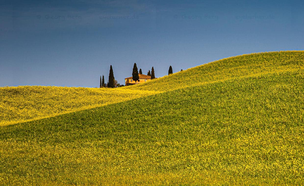 Landhaus in Toscana-Landschaft mit blühendem Rapsfeld / © Foto: Georg Berg
