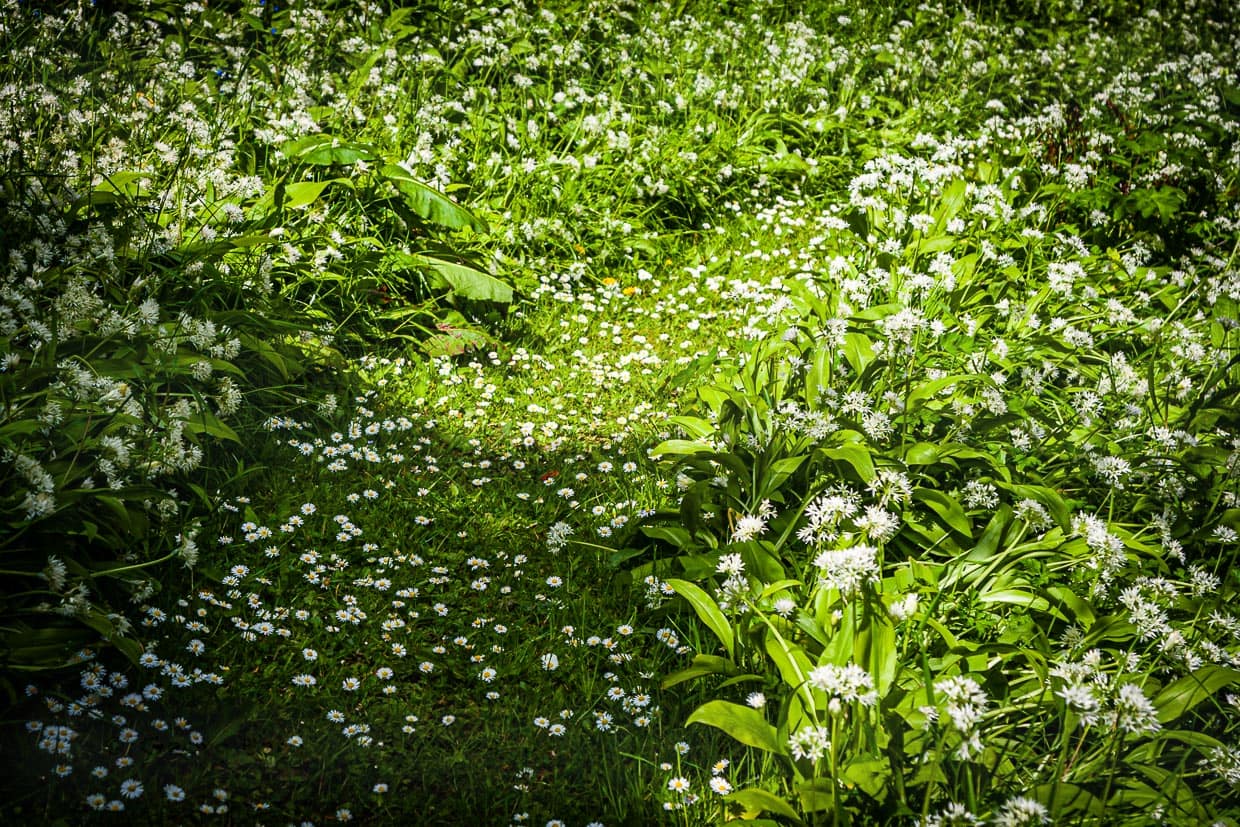 Bärlauch soweit das Auge reicht – ein ganzer Teppich durchzieht den Garten und selbst die Luft riecht würzi / © Foto: Georg Berg