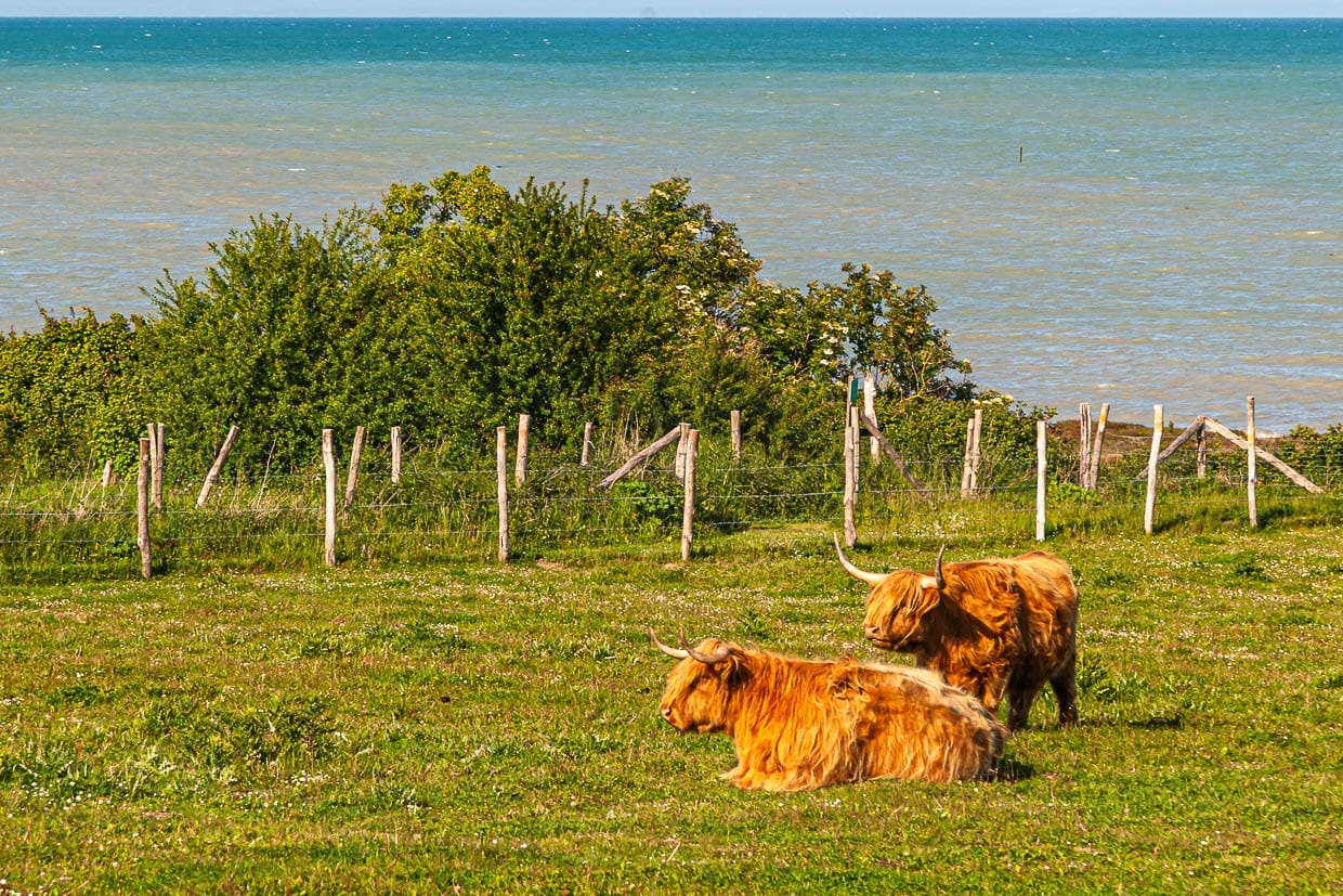 Grasen, dösen, wiederkäuen – Die Longhorns auf der Weide genießen die Meeresbrise jeden Tag / © Foto: Georg Berg
