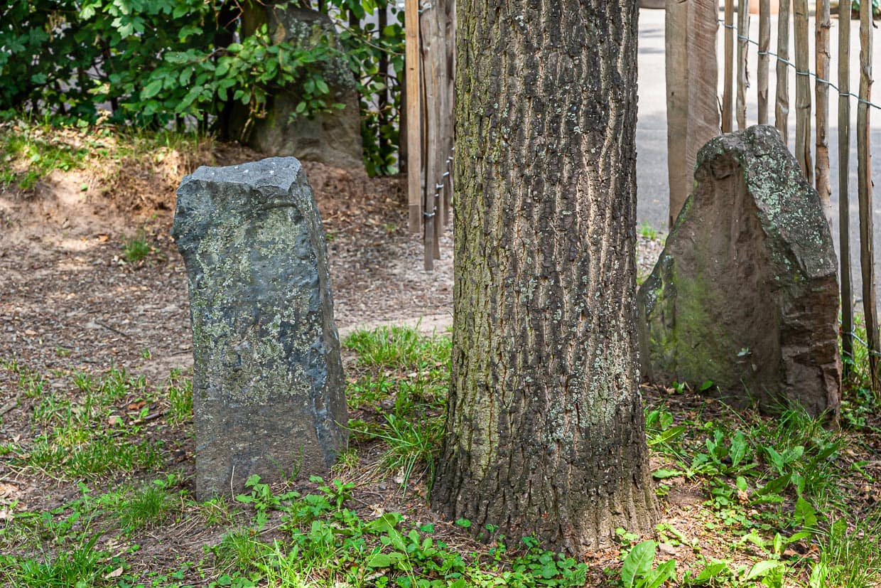 Auch Joseph Beuys wurde 1977 für tendenziell bekloppt gehalten. Er ließ zur documenta 7 fünf Jahre später 7.000 Eichen im Stadtgebiet von Kassel pflanzen und daneben jeweils einen Steinquader platzieren. Heute ist Kassel – auch wegen dieses documenta Projekts von Joseph Beuys grüner und schöner. / © Foto: Georg Berg