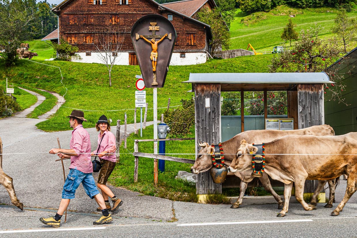 Alpabtrieb in Hittisau. Die Jugend holt das Vieh von der Alm und die schönste Kuh wird geschmückt. Das Wartehäuschen auf diesem Foto bekommt keinen Schönheitspreis – aber in der Nachbargemeinde Krumbach gibt es Bushaltestellen in Weltklasse-Architektur! / © Foto: Georg Berg