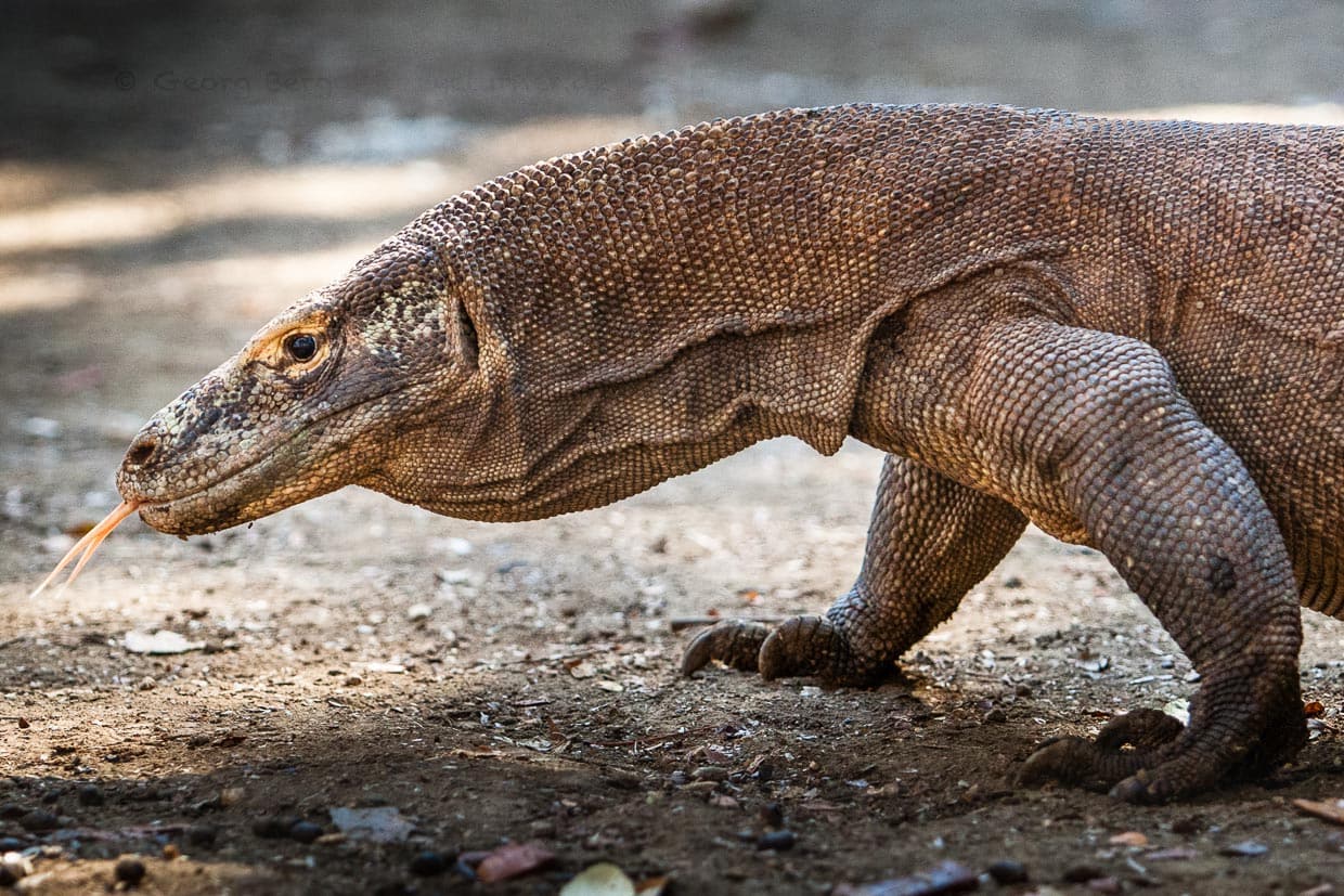 Komodowaran auf der Jagd / © Foto: Georg Berg