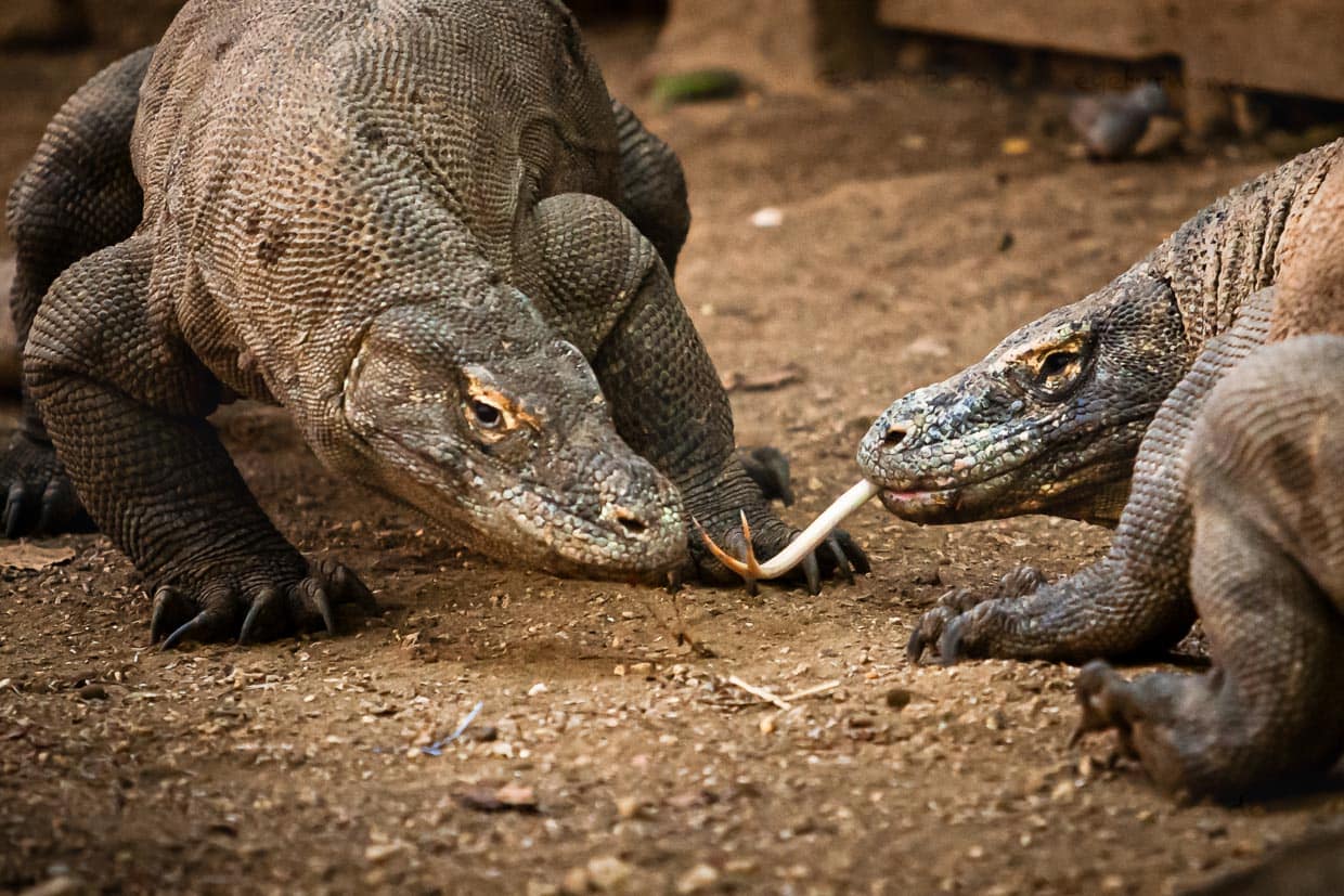 Komodowarane ermitteln ihre Rangordnung im Kampf / © Foto: Georg Berg