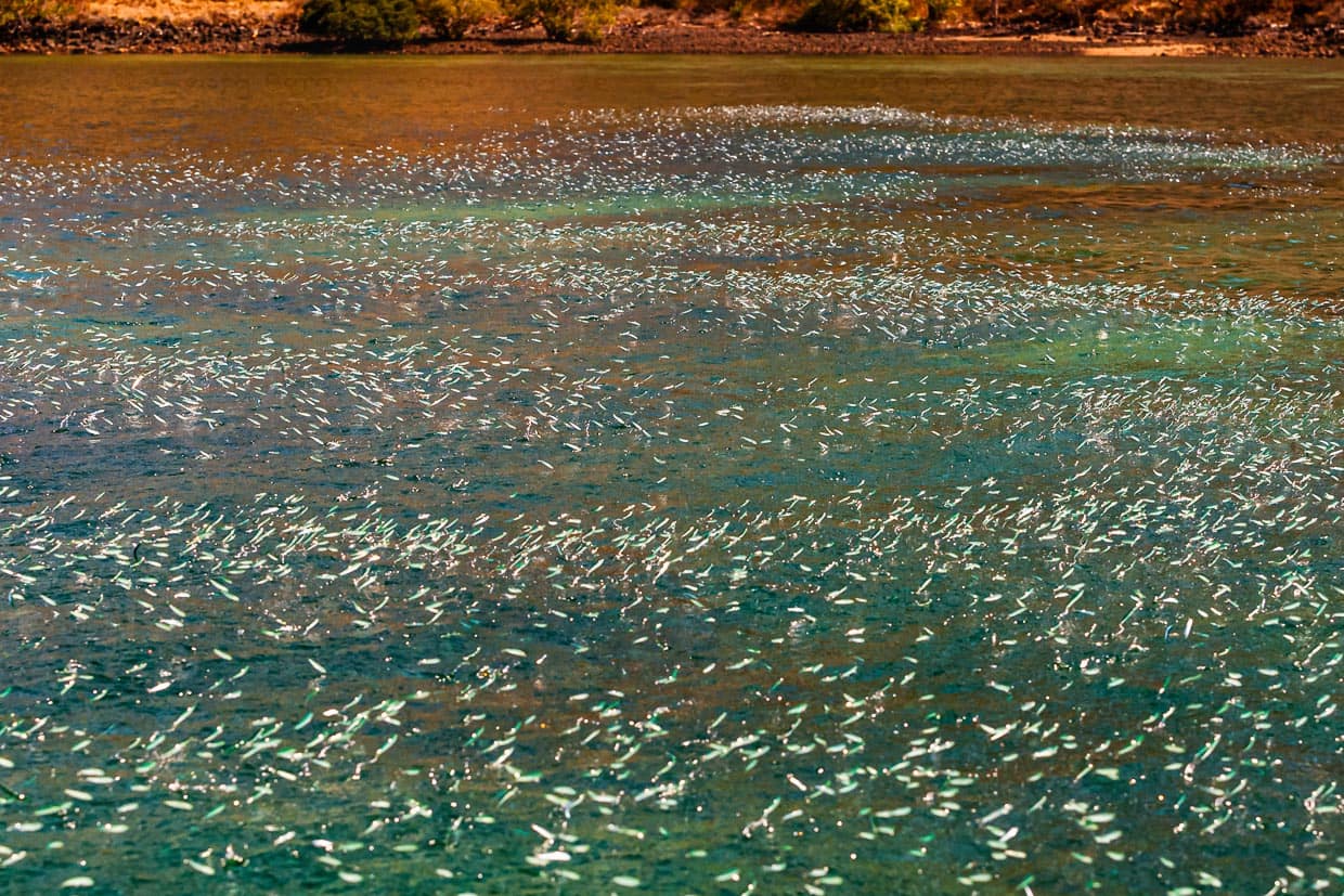 Anchovis springen in Massen aus dem Wasser und zeigen damit das Vorhandensein von Raubfischen an / © Foto: Georg Berg