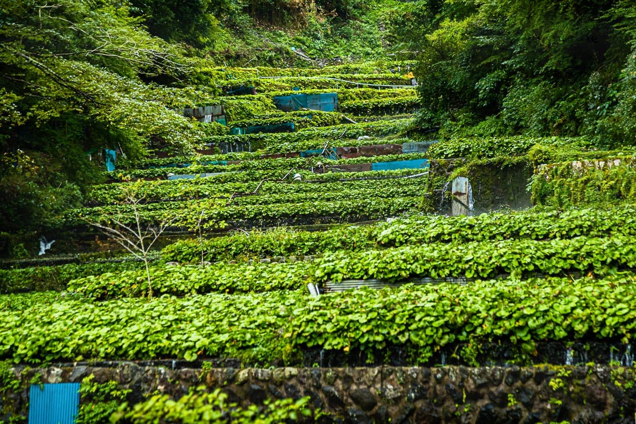 Wasabifelder in Izu (Japan) sind schmal und ziehen sich dem Flusslauf folgend die sanften Berghänge hinunter. Teilweise werden die Felder mit Netzen beschattet. Die Pflanzen wachsen sehr langsam und der Anbau von Wasabi ist sehr arbeitsintensiv / © Foto: Georg Berg