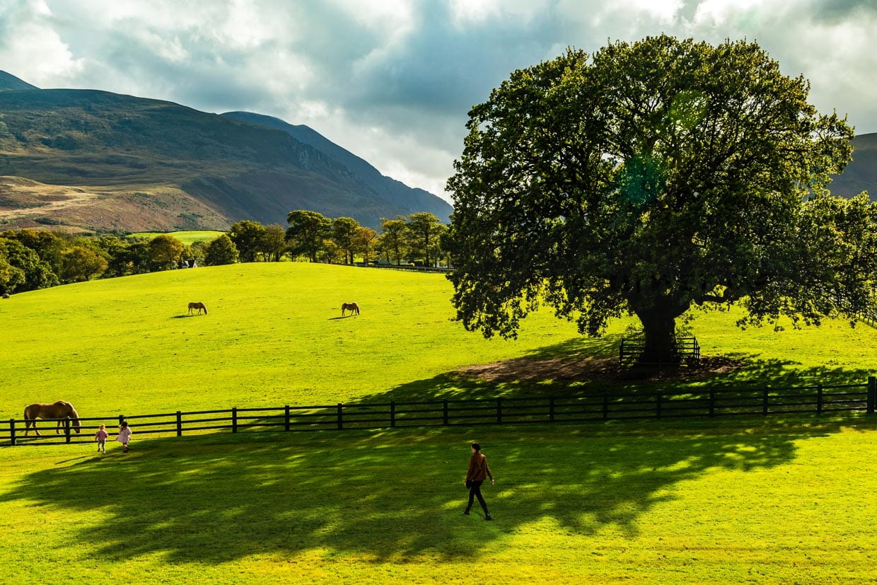 Der Blick nach Süden ist immer wieder grandios. Hier aus der Upper Lounge ist die alte Eiche zu sehen, die auch im Logo von The Dunloe Hotel & Gardens abgebildet ist / © Foto: Georg Berg