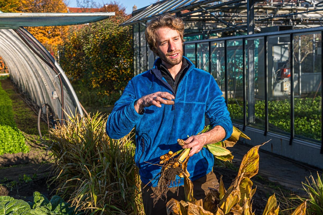 Sebastian Niedermaier ist Gärtner in 13. Generation. Neben dem Anbau von Bio-Gemüse hat er gemeinsam mit seinem Vater den Erhalt der alten Bamberger Sorten zur Aufgabe gemacht. Hier hält er frisch geerntete Kurkumawurzel in der Hand / © Foto: Georg Berg