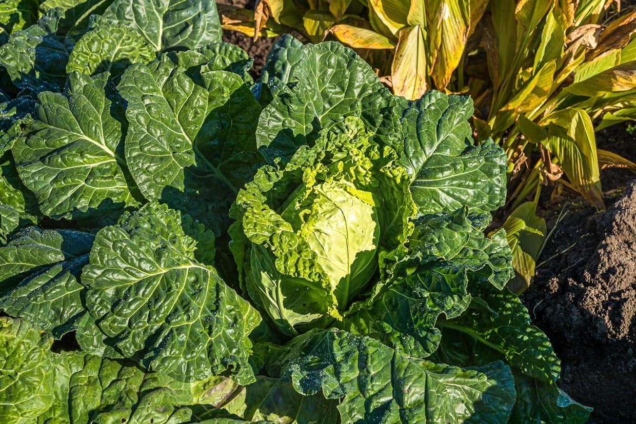 Bamberger Wirsing in direkter Nachbarschaft zu Bamberger Ingwer und Bamberger Kurkuma / © Foto: Georg Berg