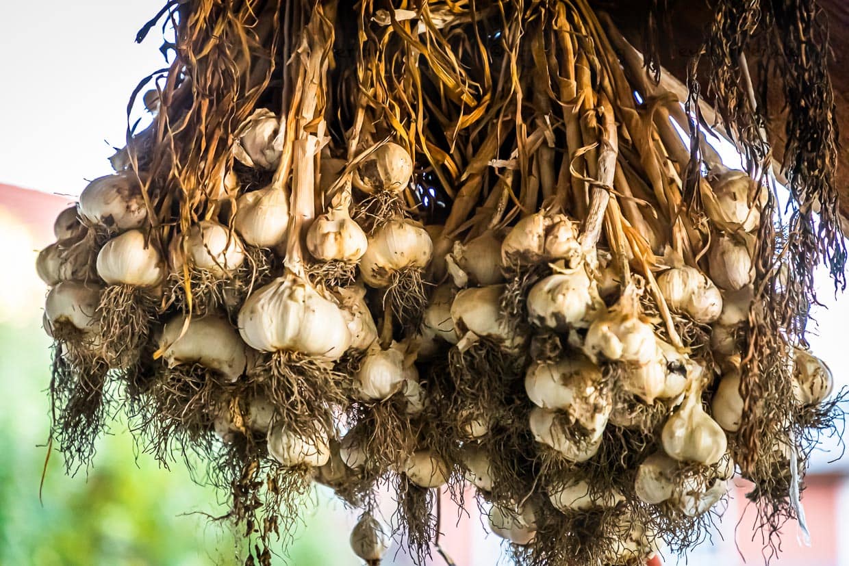 Bamberger Knoblauch auf dem Hof von Sebastian Niedermaier. Wie damals wird der Knoblauch in Büscheln verkauft / © Foto: Georg Berg