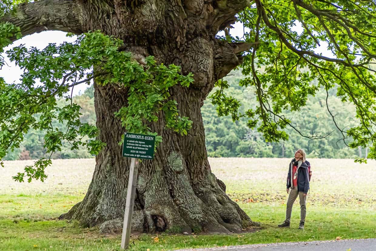Die Eiche ist über 500 Jahre alt. Ihren Namen hat sie vom Dichter Ambrosius Stub, der gerne an ihrem Stamm Platz nahm und dichtete. Svendborg, Dänemark / © Foto: Georg Berg