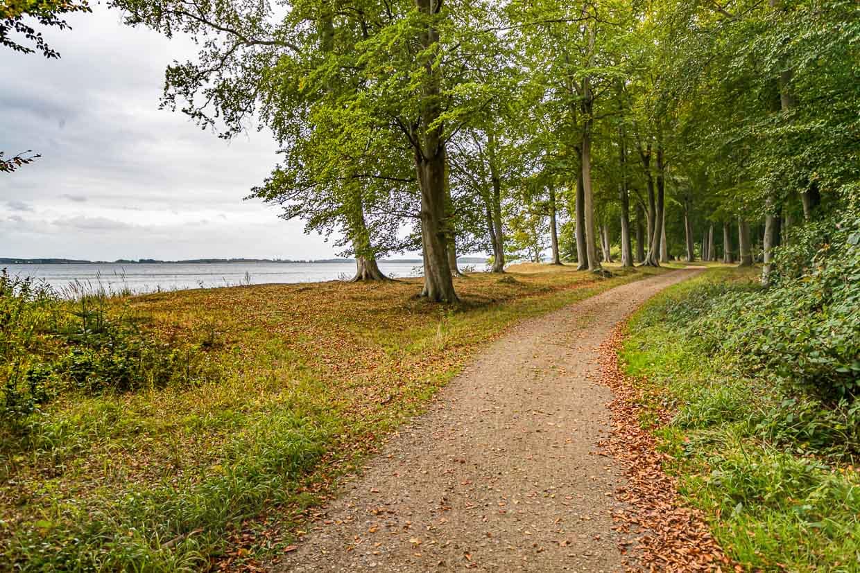 Der Wald von Norreskoven. Auf dem Wanderweg ist man oft allein unterwegs. Abgesehen von zwei Brückenquerungen hat man wenig Asphalt unter den Füßen / © Foto: Georg Berg