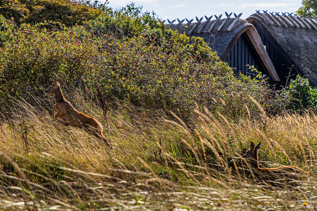 Rehe und Reetdächer direkt am Wanderweg zwischen Lohals und Tranekær / © Foto: Georg Berg