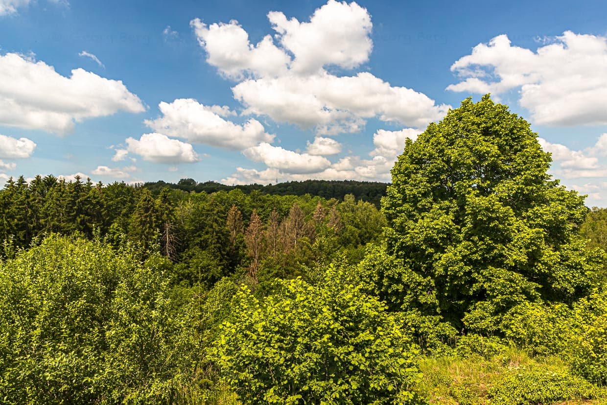 Gelungene Rückeroberung durch die Natur. Auch das gibt es entlang des Minett-Trails. Aussichten in weite Waldflächen