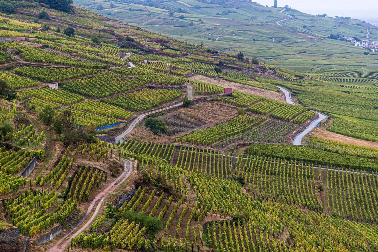 Weinanbau zwischen Kaysersberg und Kientzheim, einem alten Winzerdorf aus dem 15. Jahrhundert / © Foto: Georg Berg