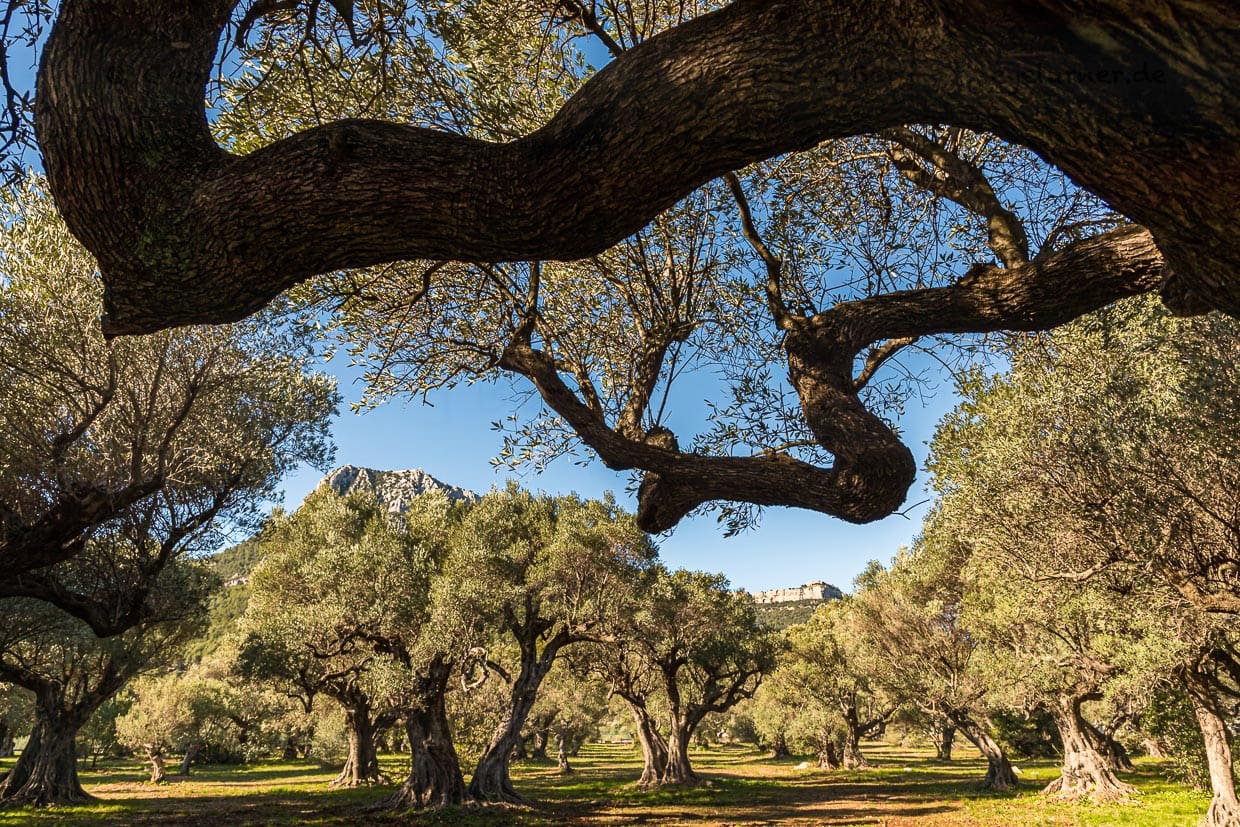 Hain der alten Olivenbäume "L'Oliveraie de La Farlède". Im Schutz des Berges Mont Coudon konnten diese Bäume den sehr harten Frost im Februar 1956 überstehen / © Foto: Georg Berg
