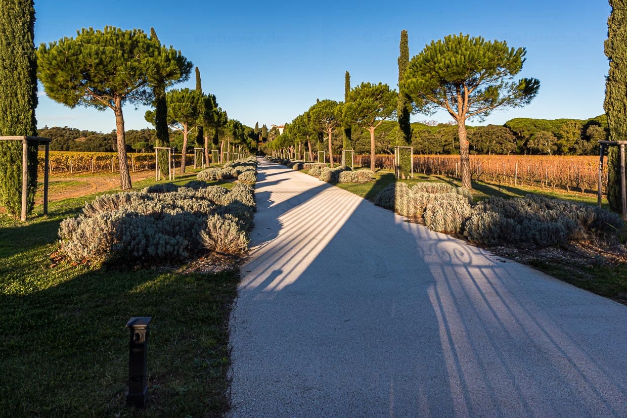 Die Zufahrt von Chateau Leoube. Das Anwesen erstreckt sich vier Kilometer entlang der Küste des Departements Var / © Foto: Georg Berg