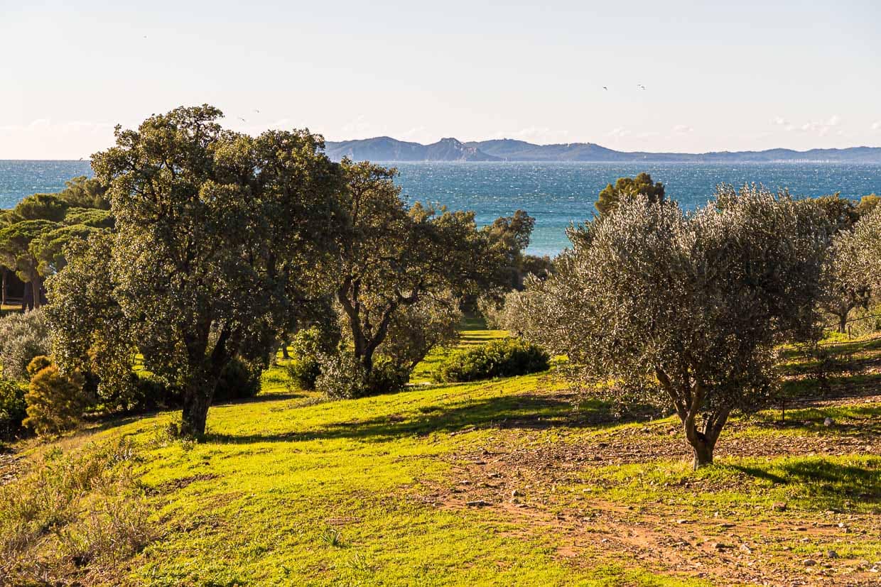 Auf dem Gelände von Chateau Leoube stehen drei Generationen von Olivenbäumen. Hier die älteren Bäume, etwas vereinzelter als spätere Anpflanzungen / © Foto: Georg Berg