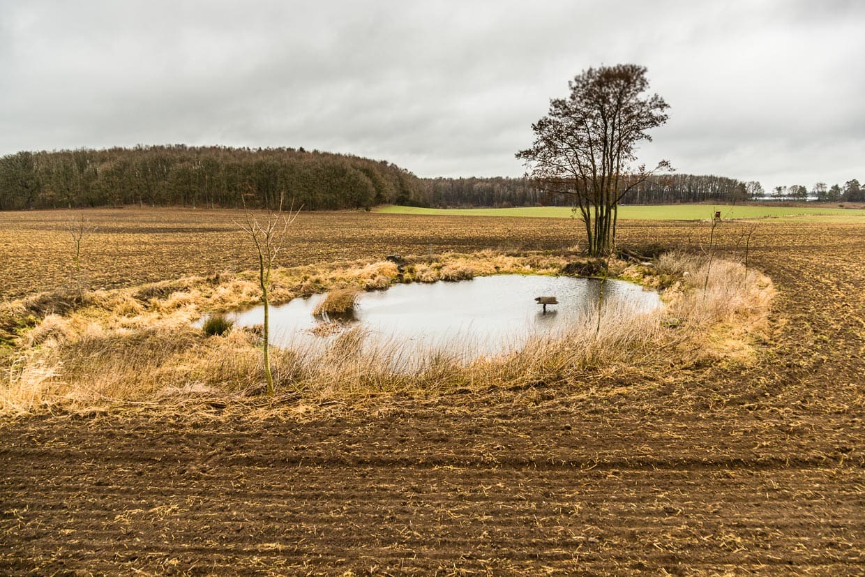Badesee für grünfüßige Teichhühner. Einer von vielen Tümpeln, die Dierk Engel rund um Fincken gestaltet hat / © Foto: Georg Berg