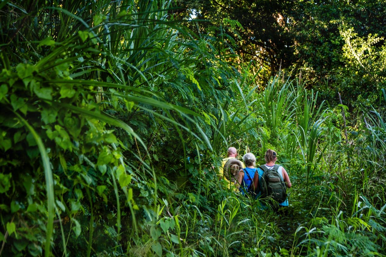 On-on. Die Markierungen des richtigen Trails sind in der üppigen Vegetation nicht immer leicht zu finden / © Foto: Georg Berg
