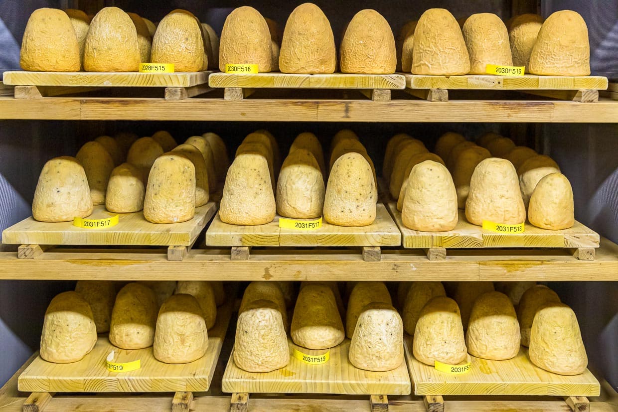 Zincarlin in einem Felsenkeller. Produktion des traditionellen Zincarlin Käses aus dem Muggio Tal im Tessin, Mendrisio. Drei verschiedenen Altersstufen der Tessiner Kästespezialätit werden hier gelagert. Die Käse Zylinder werden fast jeden Tag mit Weißwein abgewaschen / © Foto: Georg Berg