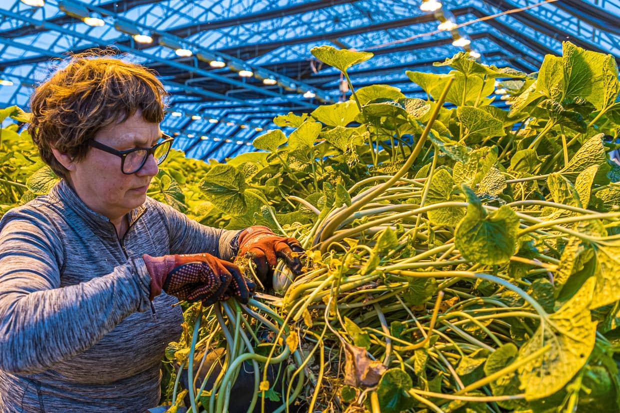 Im hochmodernen Wasabi-Gewächshaus läuft vieles automatisiert. Doch die Ernte, der Schnitt und die Verpackung sind Handarbeit / © Foto: Georg Berg