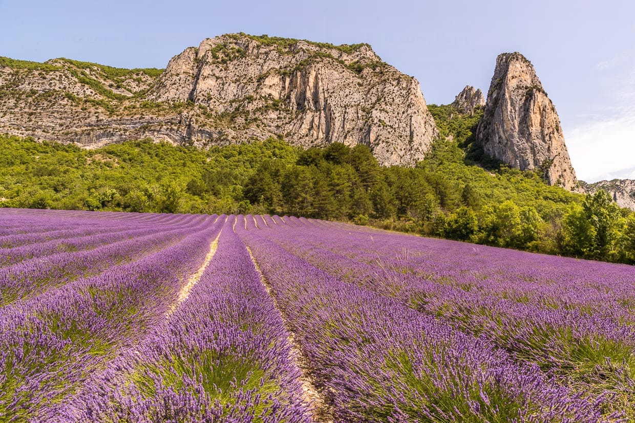 Blühende Lavendelfelder im Department Drome in der Region Auvergne-Rhone-Alpes. Auch außerhalb der Provence wird Lavendel angebaut / © Foto: Georg Berg