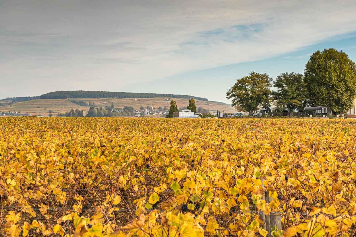 Montagne de Corton / © Foto: Georg Berg