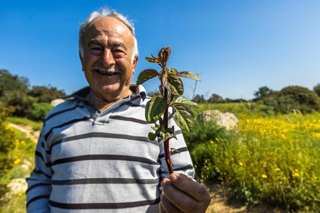 Auf den Wiesen rund um das Dorf Kormakitis / Korucam sammeln die Bewohner im März Kapari, die frischen Triebe der Kapernpflanze werden mehrfach in Wasser gelegt, bevor sie in Essig haltbar gemacht werden. Beliebte Beilage zu Fleisch- und Fischgerichten / © Foto: Georg Berg