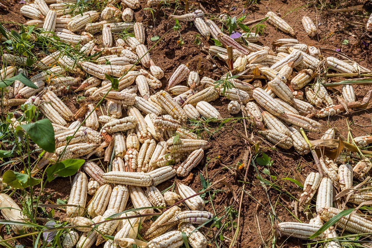 Weißer Mais ist ein Grundnahrungsmittel in Malawi. Erntezeit ist im April und Mai zum Ende der Regenzeit. Mais ist die wichtigste und am häufigsten angebaute Kulturpflanze und das wichtigste Grundnahrungsmittel in Malawi / © Foto: Georg Berg