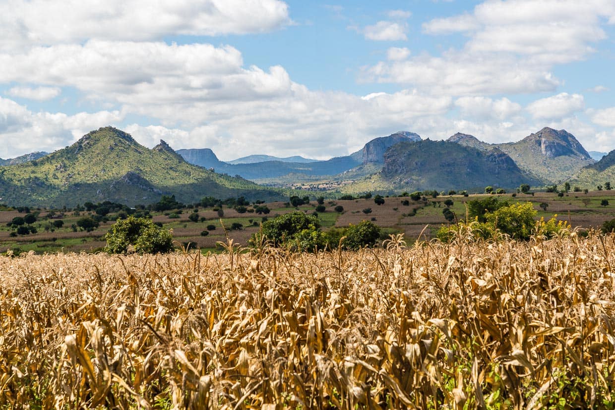 Maisfeld im Hochland von Lilongwe, Malawi. Erntezeit ist zum Ende der Regenzeit im April und Mai. Mais ist die wichtigste und am häufigsten angebaute Kulturpflanze in Malawi / © Foto: Georg Berg
