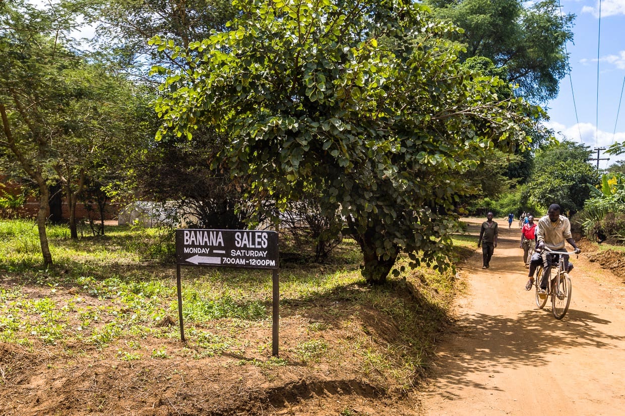 Durch die Produktion von Bananen vor Ort fördert Nature's Gift Bananas die lokale Landwirtschaft und Wirtschaft, indem sie hauptsächlich an lokale Händler und Großhändler verkauft und Schulungen für Kleinbauern anbietet / © Foto: Georg Berg