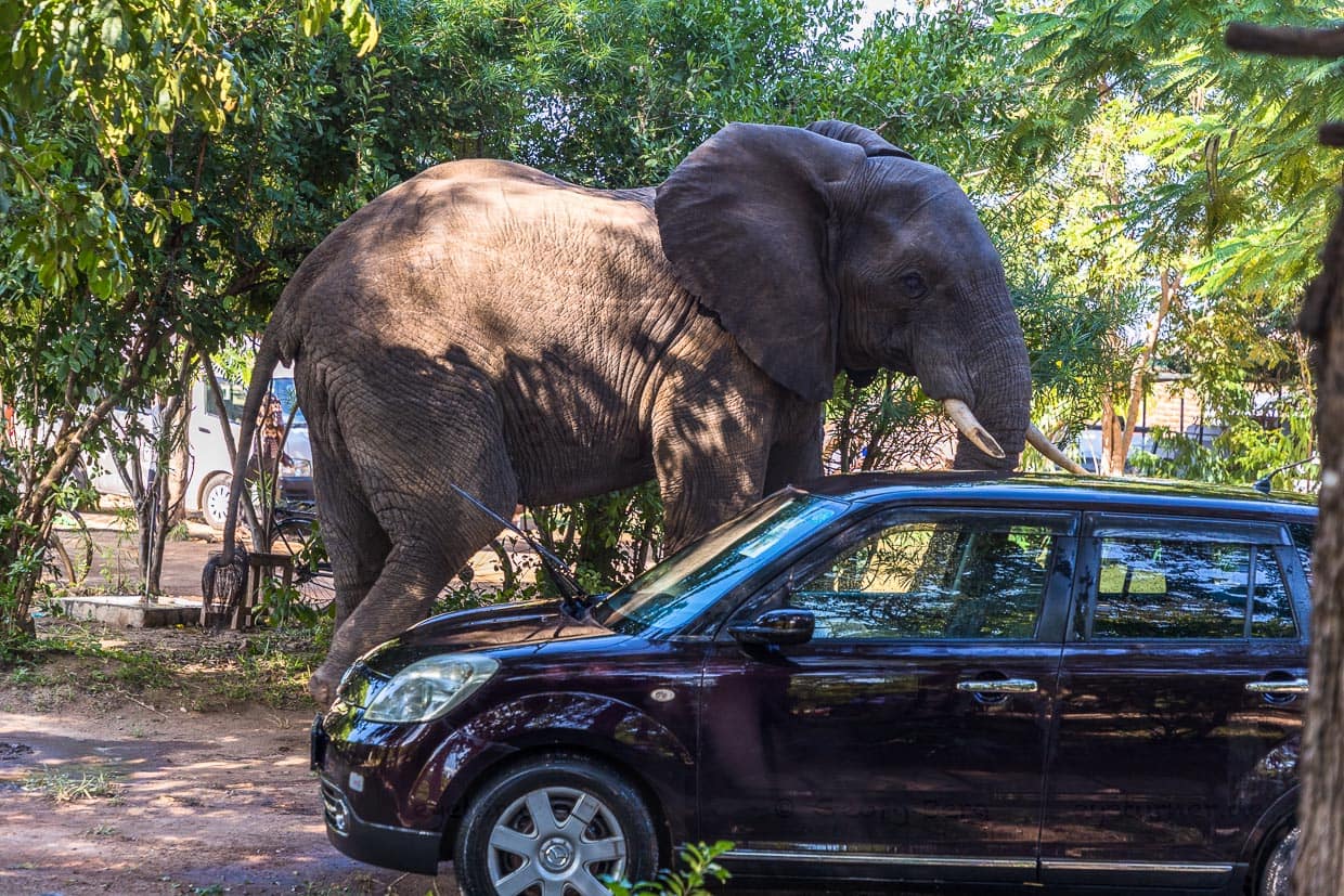 Größenvergleich zwischen Elefant und Kleinwagen. Bei ihrer Suche nach Futter queren die Elefanten aus dem Liwonde Nationalpark auch den Fluss. Der Weg führt sie durch die Chalets und Baumhäusern der Lodge und über die Parkplatz / © Foto: Georg Berg