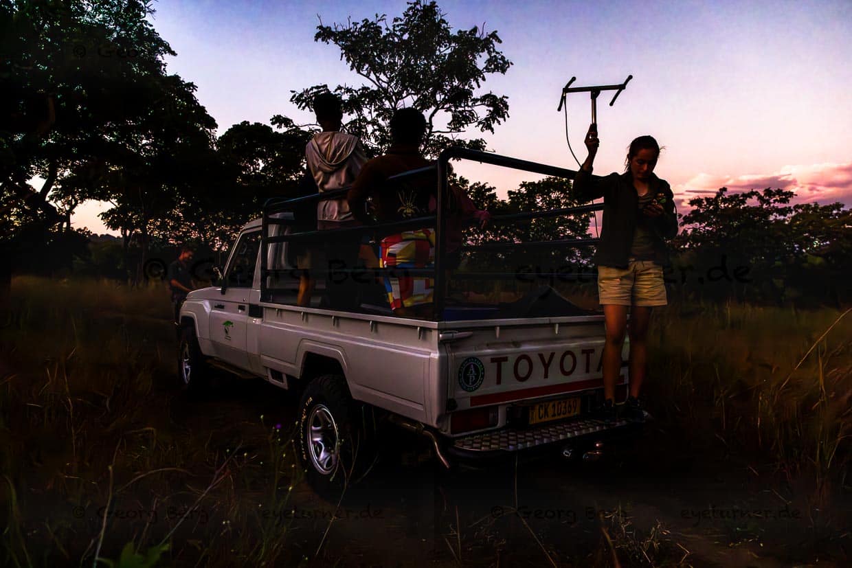 Mit einer Antenne peilt eine Volunteer Monitoring Managerin im Majete Wildlife Reserve nach der Löwin, die ein neues Funkhalsband bekommen soll / © Foto: Georg Berg