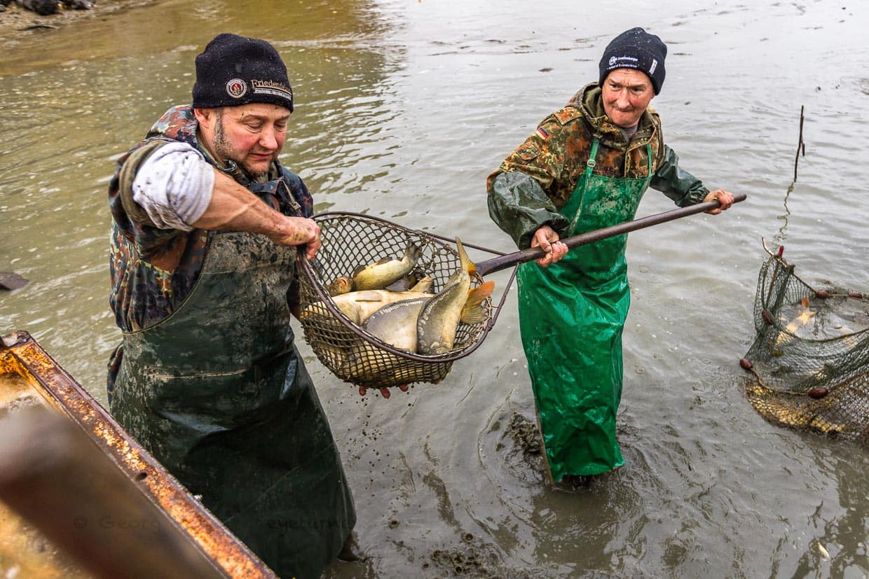 Zwei Fischer mit einem Netz voller Spiegelkarpfen / © Foto: Georg Berg