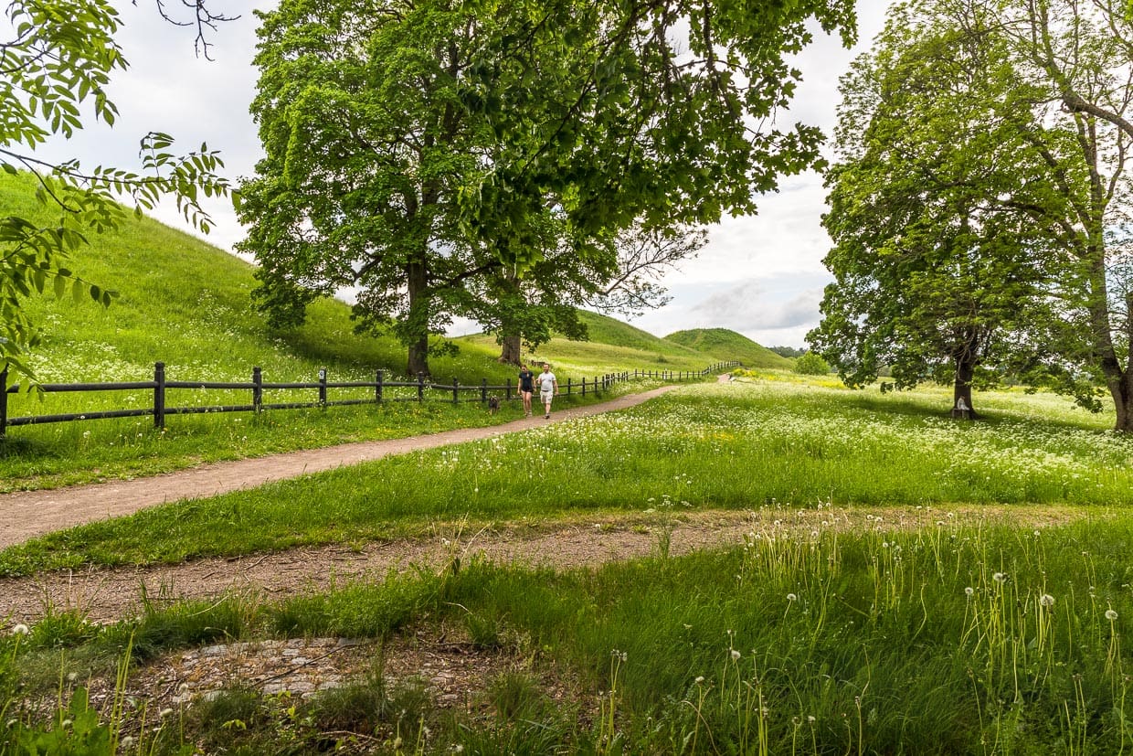 Hügelgräber in Gamla Uppsala. Die Königsgrabhügel eingebettet in grüne Wiesen sind ein bedeutender heidnischer Kultplatz und das Zentrum des im 11. Jahrhundert niedergegangenen Königreichs Svea / © Foto: Georg Berg